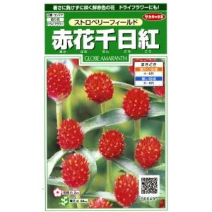 【赤花千日紅】ストロベリーフィールド【サカタのタ...の商品画像