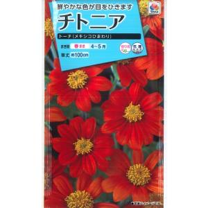 【トーチ（メキシコヒマワリ）】チトニア【タキイ種苗】(2ml)