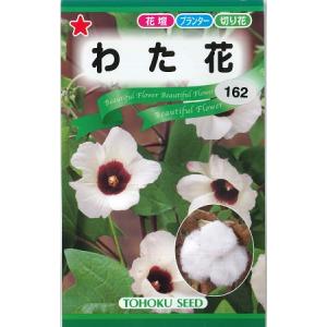 【わたの種】わた花【トーホク】（2.5ml）【春まき一年草】