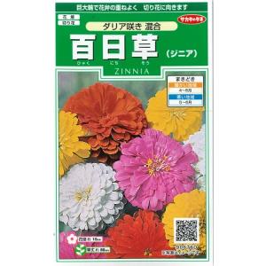 百日草（ジニア）の種 プロフュージョンダブル ホワイト 1000粒 : 菜園