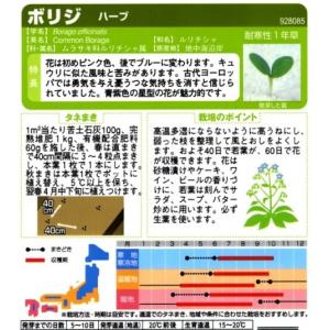 【ハーブの種】ボリジ【サカタのタネ】1.9ml...の詳細画像1