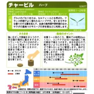 【ハーブの種】チャービル(セルフィーユ)【サカ...の詳細画像1