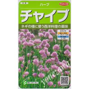 【ハーブの種】チャイブ【サカタのタネ】(0.9ml)【多年草】[春まき][秋まき]928078｜Hana Uta 米沢園芸 Yahoo!店