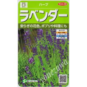 【ハーブの種】ラベンダー【サカタのタネ】（0.1ml）【多年草】[春まき][秋まき]928086