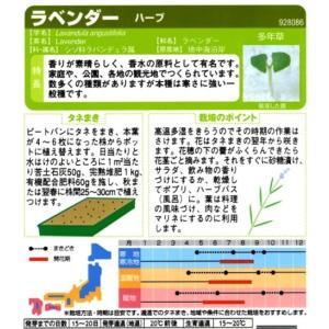 【ハーブの種】ラベンダー【サカタのタネ】(0....の詳細画像1