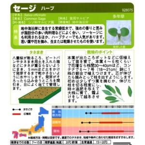 【ハーブの種】セージ【サカタのタネ】(2.9m...の詳細画像1