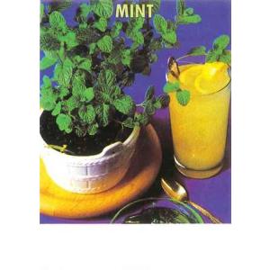 【ハーブの種】スペアミント【藤田種子】（0.2ml）【多年草】[春まき]