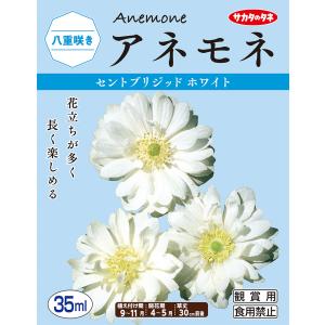 【秋植え球根】（アネモネ菊咲き）セントブリジッド　ホワイト（30ml詰）【サカタのタネ】