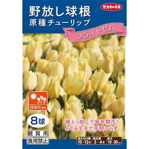 【野放し球根】原種チューリップ球根 ブライトゼム...の商品画像