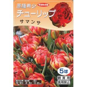 【サカタの秋植え球根】原種系チューリップ球根サマ...の商品画像