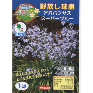 【野放し球根】アガパンサス スーパーブルー【サカ...の商品画像