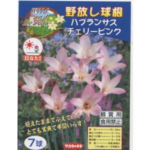 【野放し球根】ハブランサスチェリーピンク【サカタの球根】（日なた向き）5球