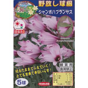 【野放し球根】ジャンボハブランサス【サカタの球根...の商品画像