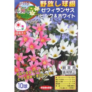 【野放し球根】ゼフィランサス　ピンク＆ホワイト【サカタの球根】（日なた向き）10球