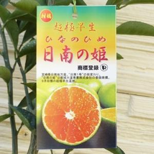 【果樹苗】日南の姫(ひなのひめ)(温州みかん) ...の商品画像