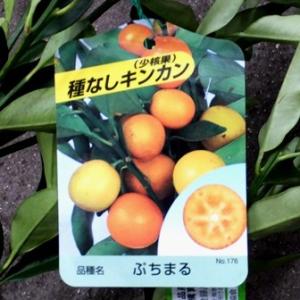 【果樹苗】ぷちまる（金柑）【苗木】2年生根巻き苗【柑橘類】