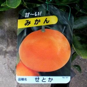 【果樹苗】せとか（みかん）【苗木】1年生根巻き苗【柑橘類】