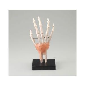 人体模型 靭帯付き 手関節模型