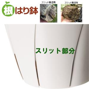 植木鉢 根はり鉢 10号 プラ鉢の詳細画像1