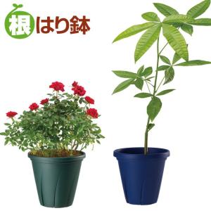 植木鉢 根はり鉢 10号 プラ鉢の詳細画像2