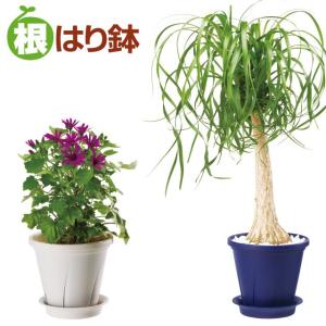 植木鉢 根はり鉢 10号 プラ鉢の詳細画像3