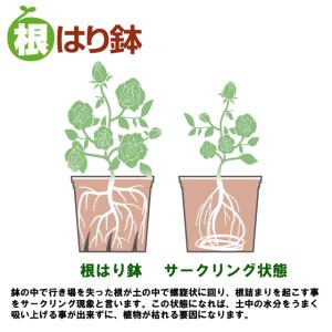 植木鉢 根はり鉢 10号 プラ鉢の詳細画像4