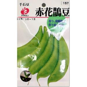 千石豆 赤花鵲豆 タネ