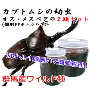 カブトムシ幼虫　オスメスペア　群馬産　個別ボトル入り