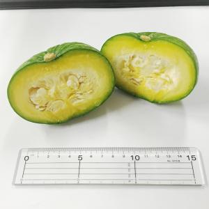 鈴かぼちゃの詳細画像1