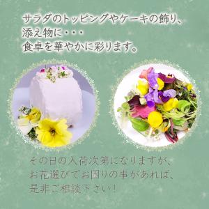 色が選べる食用花 エディブルフラワー 愛知県産の詳細画像1