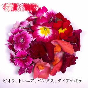 色が選べる食用花 エディブルフラワー 愛知県産の詳細画像4