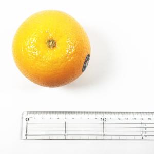 ネーブルオレンジの詳細画像1