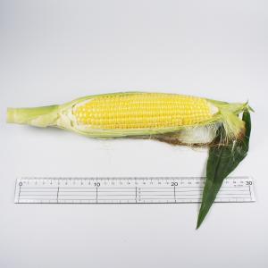とうもろこし 箱売りの詳細画像2