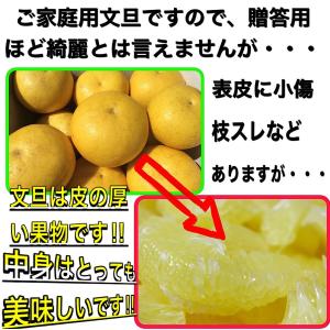 文旦 土佐文旦 10kg サイズお任せ (約2...の詳細画像4