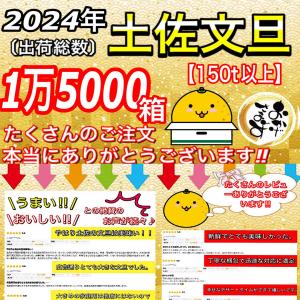 文旦 《本当に訳あり》 土佐文旦 10kg サ...の詳細画像1