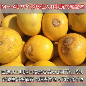 文旦 《本当に訳あり》 土佐文旦 10kg サ...の詳細画像2