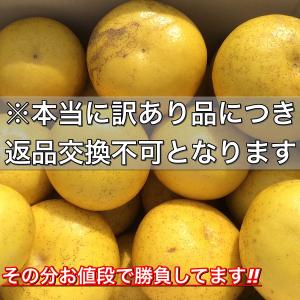 文旦 《本当に訳あり》 土佐文旦 10kg サ...の詳細画像3