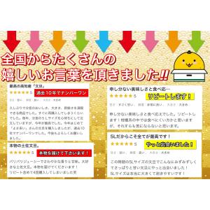 文旦 《本当に訳あり》 土佐文旦 10kg サ...の詳細画像4