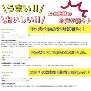 訳あり 文旦 大玉限定 土佐文旦 4L 3L ...の詳細画像2