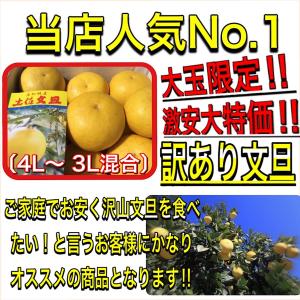 訳あり 文旦 大玉限定 土佐文旦 4L 3L ...の詳細画像4