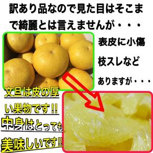 訳あり 文旦 大玉限定 土佐文旦 4L 3L ...の詳細画像5