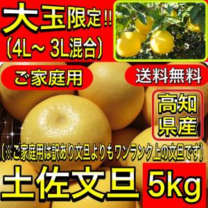 文旦 土佐文旦 5kg 大玉 4L 3L 混合 (約10玉前後）訳あり