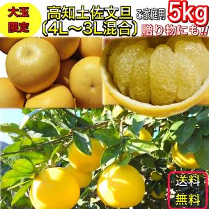 文旦 土佐文旦 5kg 大玉 4L 3L 混合...の詳細画像2