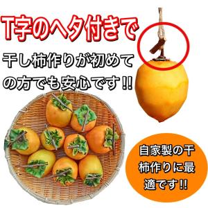 訳あり あたご柿 (キズ・スレ・ヤケ・ヘタスキ...の詳細画像4