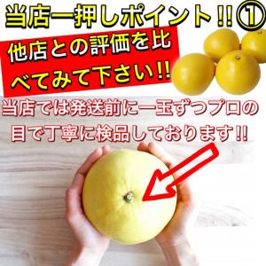 文旦 土佐文旦 大玉限定 4L 3L 混合 1...の詳細画像4
