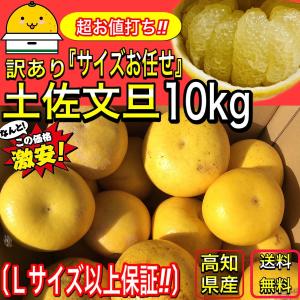 訳あり 土佐文旦 サイズお任せ 10kg (Lサイズ以上保証) 訳あり品 送料無料 （4L 3L 2L Lサイズを仕入れ状況で箱詰めします）
