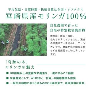 モリンガ パウダー 25g 国産 100% モ...の詳細画像2