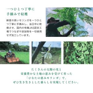 モリンガ パウダー 25g 国産 100% モ...の詳細画像3