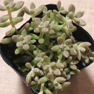多肉植物 グラプトペタルム 姫秋麗の商品画像