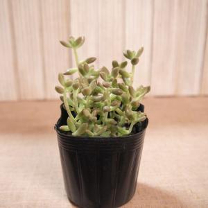 多肉植物 グラプトペタルム 姫秋麗の詳細画像2